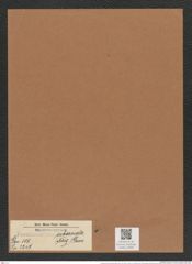 Pseudoeunotia subarcuata (Naeg.) Grun. (de-Toni-Nr.: Genus 105, Species 3247) Zeichnungen Sammlung Grunow Mappe 03485 (Herbarium_W_Grunow_drawings_Folder_03485)